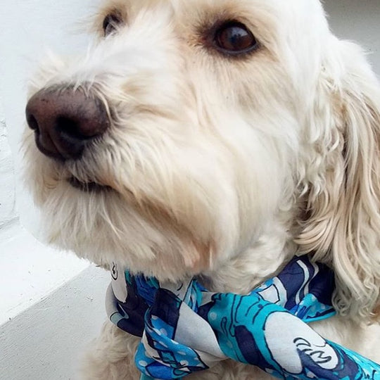dog wearing blue silk scarf